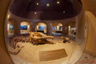 باسيلوسورس إيزيس Basilosaurus Isis الذي يبلغ طوله 18 مترًا يحتل المنصة المركزية.